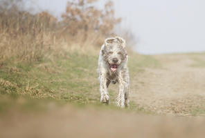 Slovakian Wire-haired Pointing Dog